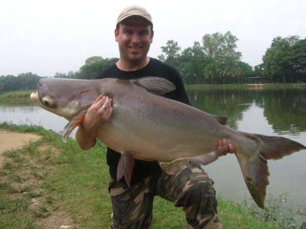 giant mekong catfish